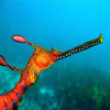 weedySeaDragon's avatar